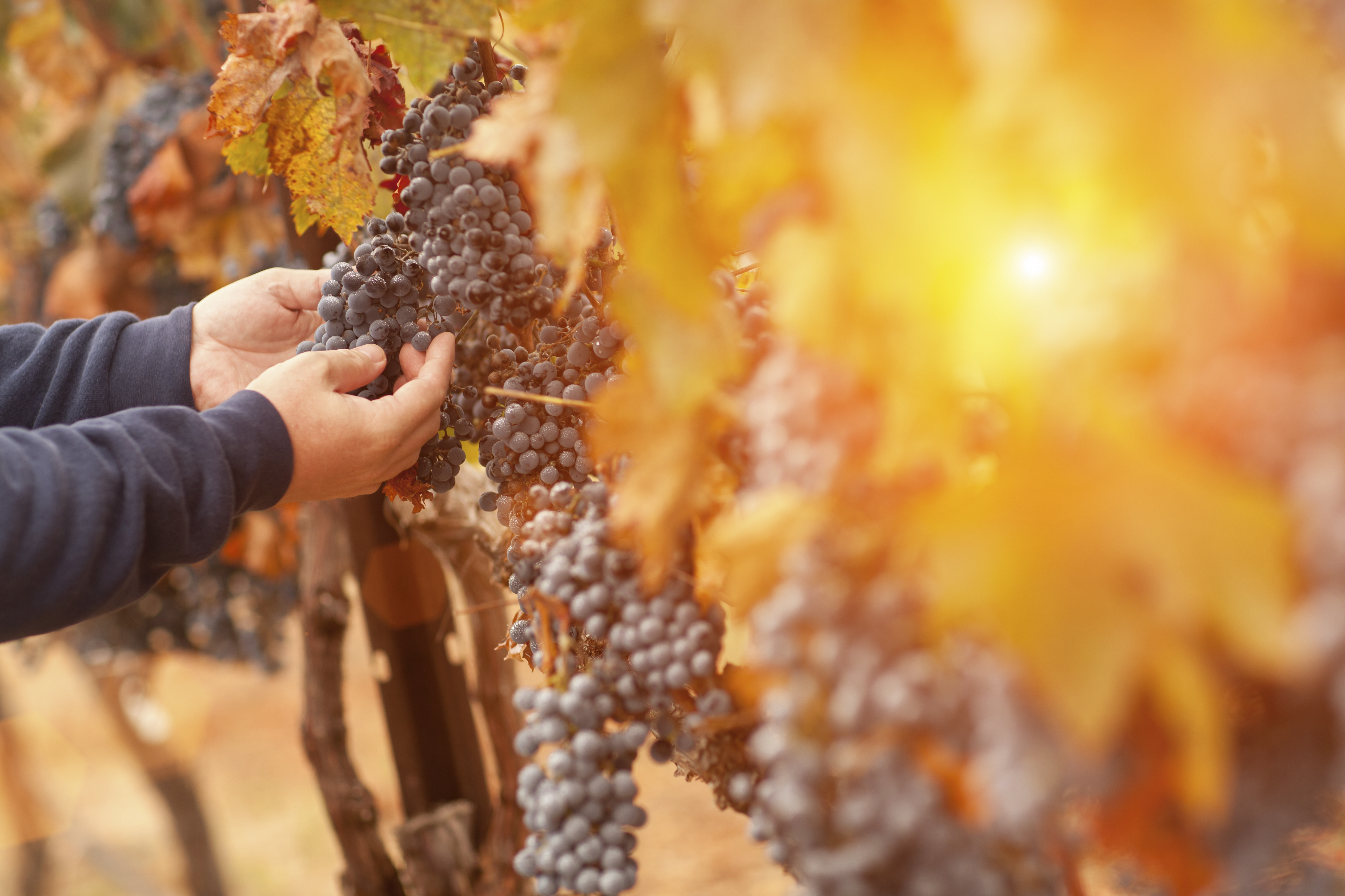 Farmer Inspecting His Wine Grapes In Vineyard