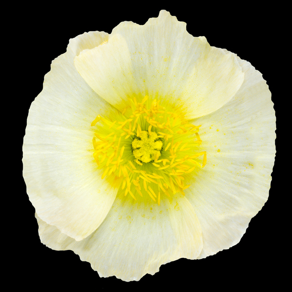 White Poppy Flower Yellow Center Isolated on Black
