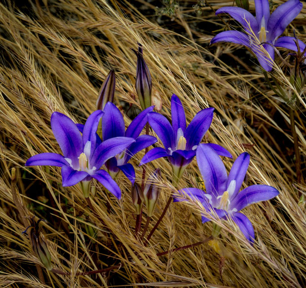 Beautiful purple bulb lily